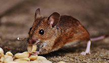 24 Hour & Emergency Exterminators in Arcadia, FL